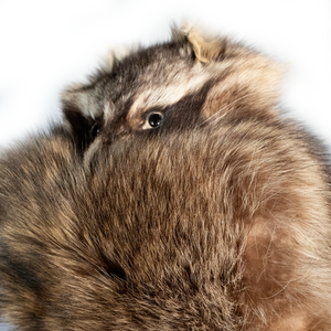 Kashani Natural Raccoon Fur Hat with Head & Tail - Dudes Boutique