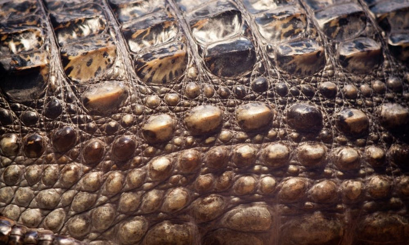 Nankai - leather crocodile or python skin