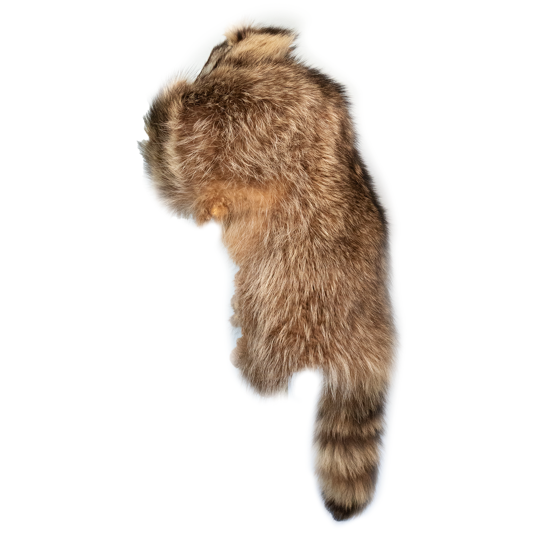 Kashani Natural Raccoon Fur Hat with Head & Tail - Dudes Boutique