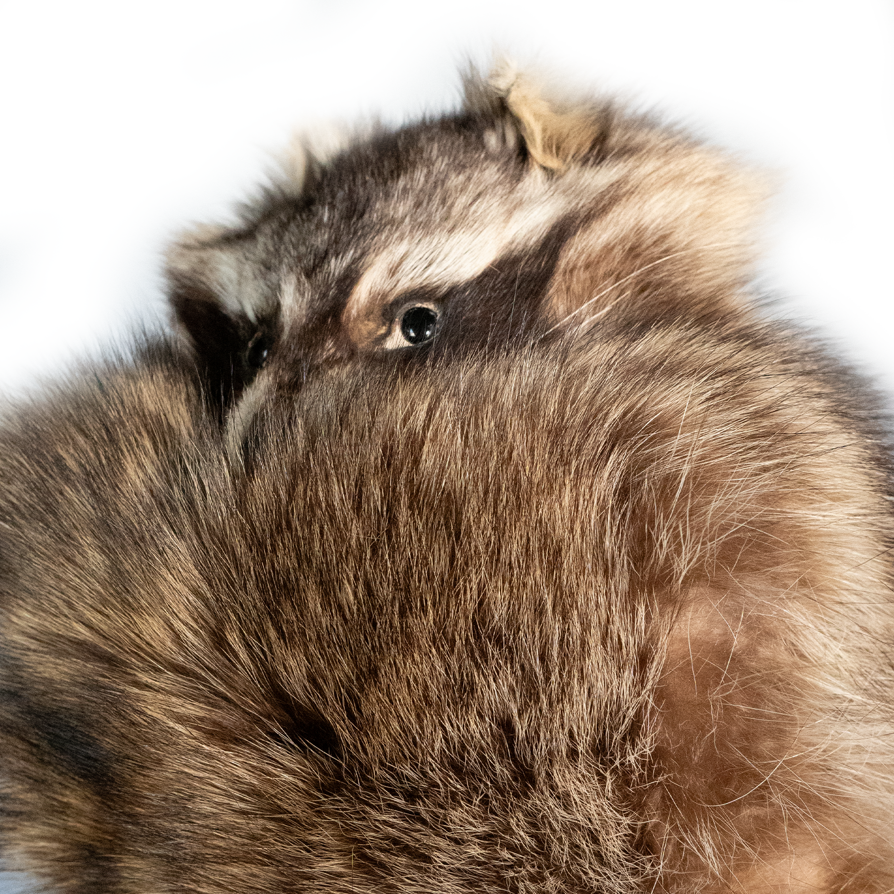 Kashani Natural Raccoon Fur Hat with Head & Tail - Dudes Boutique