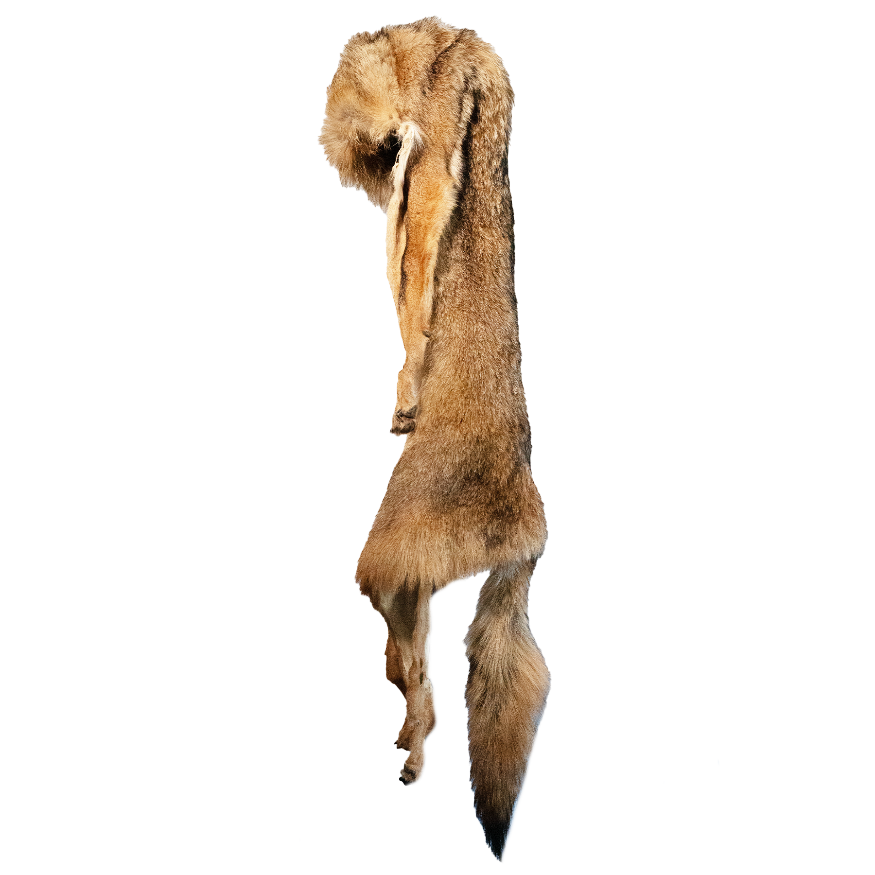 Kashani Natural Full Body Coyote Fur Hat - Dudes Boutique