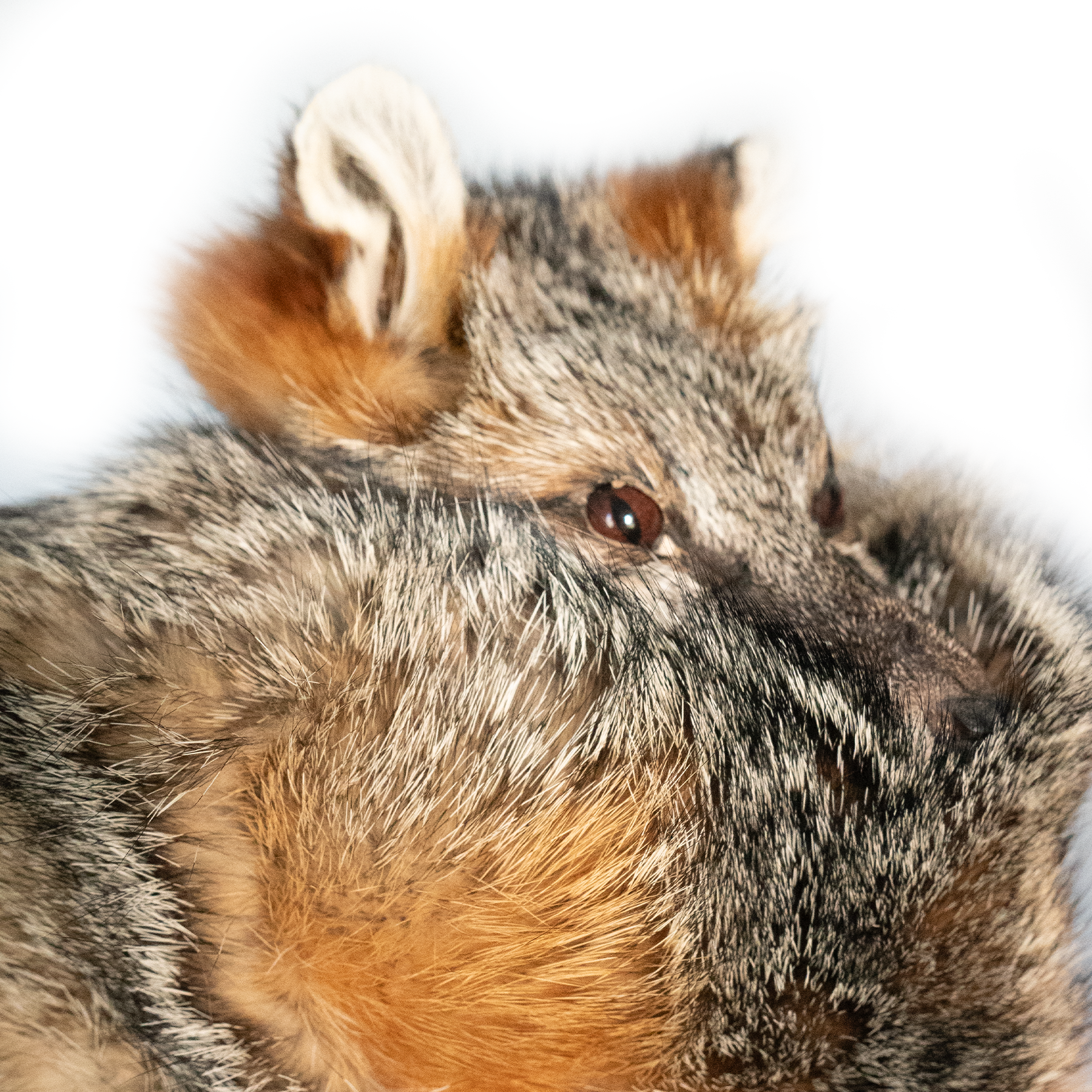 Kashani Natural Grey Fox Fur Hat with Head & Tail - Dudes Boutique