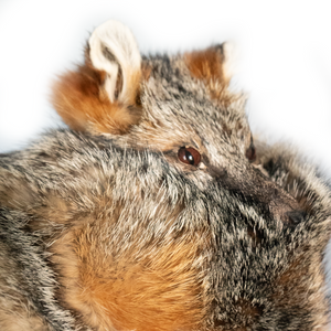 Kashani Natural Grey Fox Fur Hat with Head & Tail - Dudes Boutique