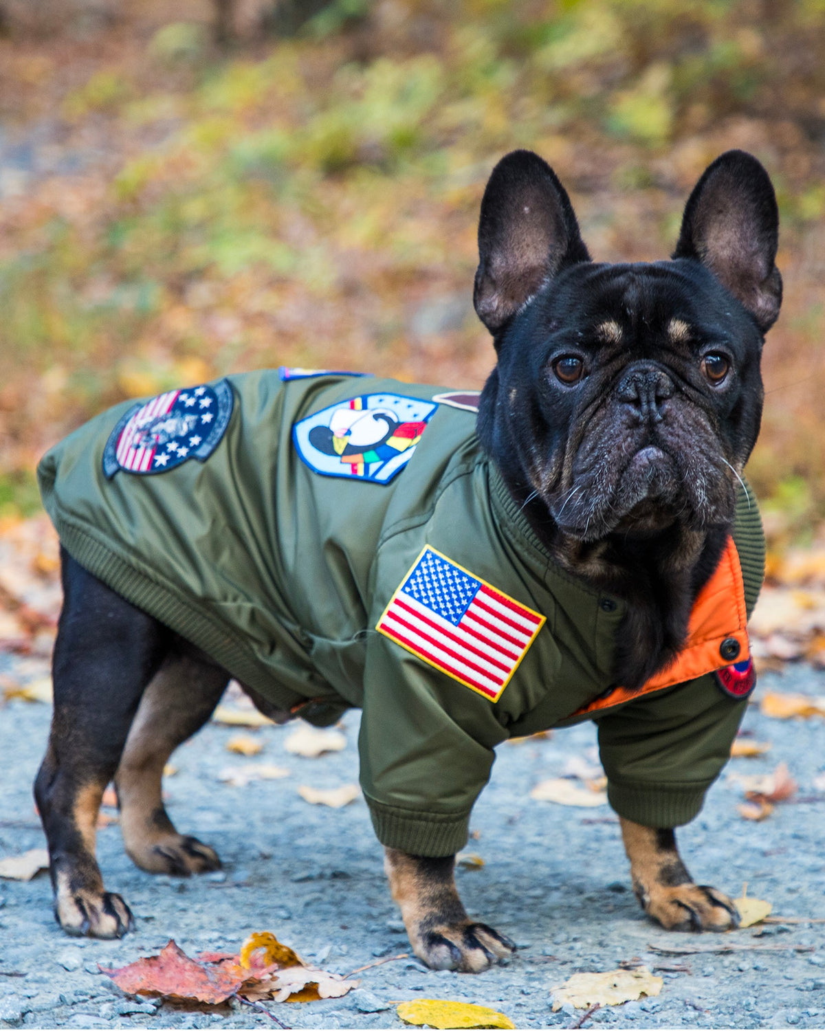 Top Gun Dog Bomber Jacket