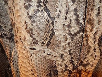 Safari All-Over Python Snake Skin Jacket - Dudes Boutique